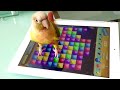 Click here to watch this video Hazel and Bowie try iPad Stars game