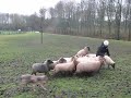 Feel'N works sheep for the first time