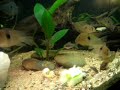 South America Cichlids 2