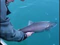 Big Pyramid Lake Cutthroat Release
