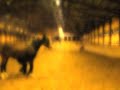 Esprit jambette spanish trot spanish walk pesade crunch Esprit jambette spanish trot spanish walk pesade crunch