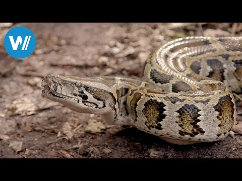 Florida - Invasion der Pythons (360 - GEO Reportag ...