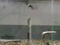 Gymnastic montage.Original and difficulty elements 8