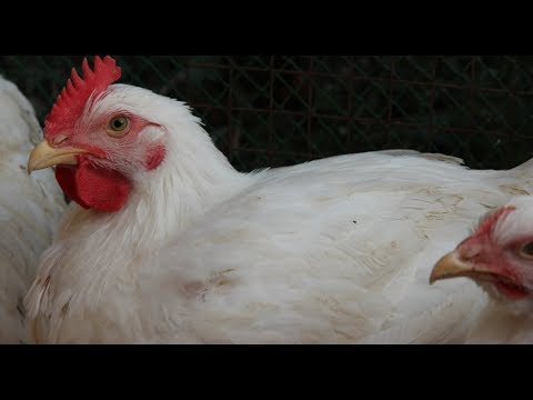 Будете Всю Зиму С Мясом! Простое Решение - Бройлеры.