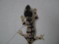 videos de Cicak Pelik
