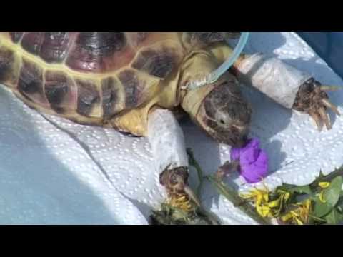 how to treat mbd in tortoises