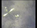 Underwater Video - Alsager Mere Underwater Video - Alsager Mere