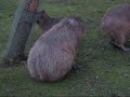 A brief memory of the Edinburgh zoo