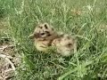 Black-headed Gull (Larus ridibundus) - chick Black-headed Gull (Larus ridibundus) - chick