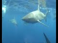 SHARK ATTACK HAWAII SHARK ATTACK HAWAII