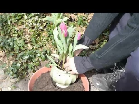 how to transplant tulips from a pot