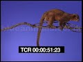Harry the kinkajou thinking about what to do . . . .