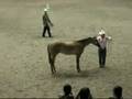 WCHA Limited Non Pro Geldings