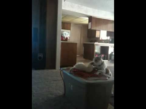 Ferret  Pit Bull