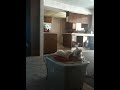 My ferret latches onto our Pit Bull ... ferret funny pit bull jeramy pwns 