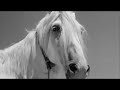 The Red Balloon & White Mane Trailer (Albert Lamorisse) The Red Balloon & White Mane Trailer (Albert Lamorisse)