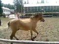 Kucyk z Kortowa
