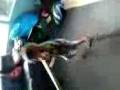 videos de african dance kiwi style
