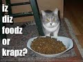 ***** Funny Cats 6 *****