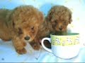 ????? toy poodle