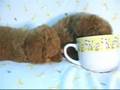 Caniche video