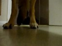 Tyson kicking my camera