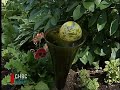 Glass Artist - Glass Sculpture Garden