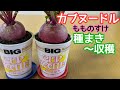 『カブの育て方』カップヌードルの容器でもものすけを栽培してみた！種まきから収穫まで。気軽に家庭菜園#プランター栽培