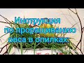 Для попугая инструкция по проращиванию овса в опилках .