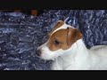 Subscriber Kibbles (subscriberthank You Vid)by Jc&kaiser