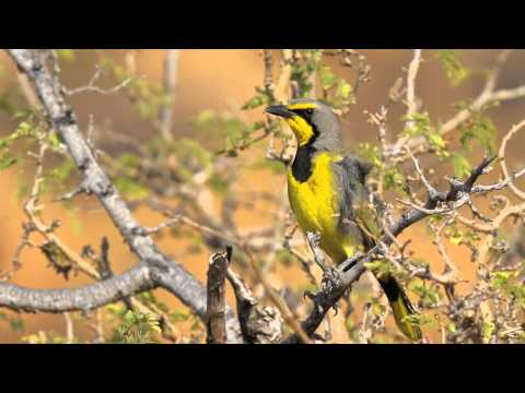 Namibia and Botswana Wildlife Slideshow - Part One