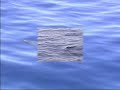 Delf�n de diente rugoso - Rough-toothed dolphin
