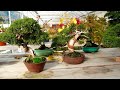 Bonsai Auer Italy 13.11.2009