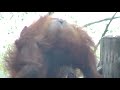 Orang Utan Drinking Pee