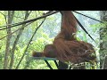 Orang Utan Drinking Pee Orang Utan Drinking Pee