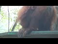 Orang Utan Drinking Pee