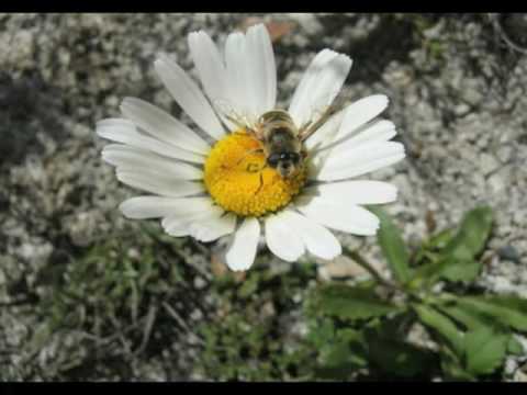 Filmato Ufficiale del nostro rifugio