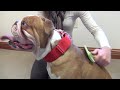 Safari&reg; Nylon Coated Tip Dog Brush