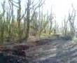 muxton woods jumps 1
