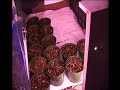 Ready-Set-Grow Part 2 of 7 UPDATED