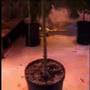 Ready-Set-Grow Part 2 of 7 UPDATED