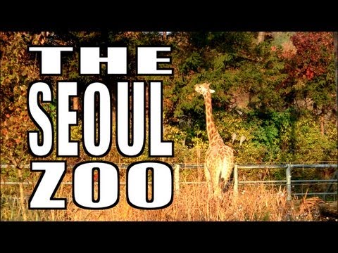 The Seoul Zoo