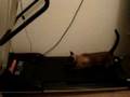 videos de Gata da Ida