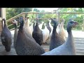 Guinea Fowl Guinea Fowl