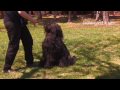 How to Teach Your Dog to Sit