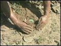 FARC Ejército del Pueblo e Insurgente?