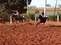 Team Roping Navirai - MS 02
