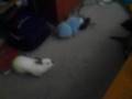 Ferret VS Rabbit