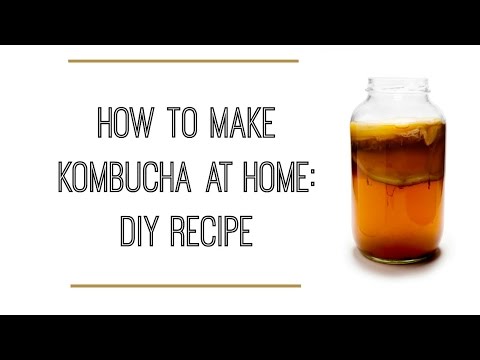 how to harvest kombucha tea