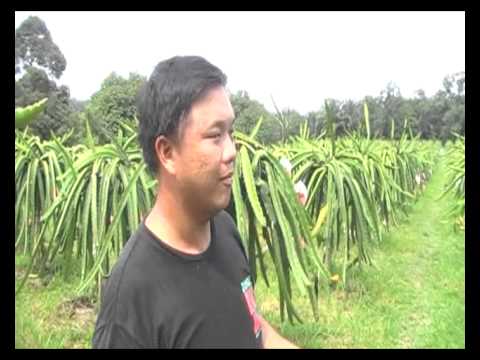how to fertilize a dragon tree